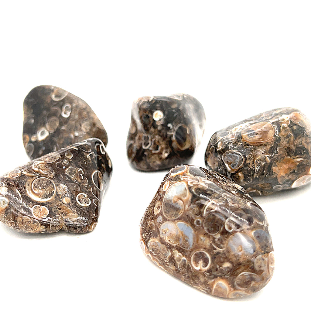 A collection of tumbled Turritella Agate gemstones with a distinctive bubble-like pattern, displayed on a white background, front view. 