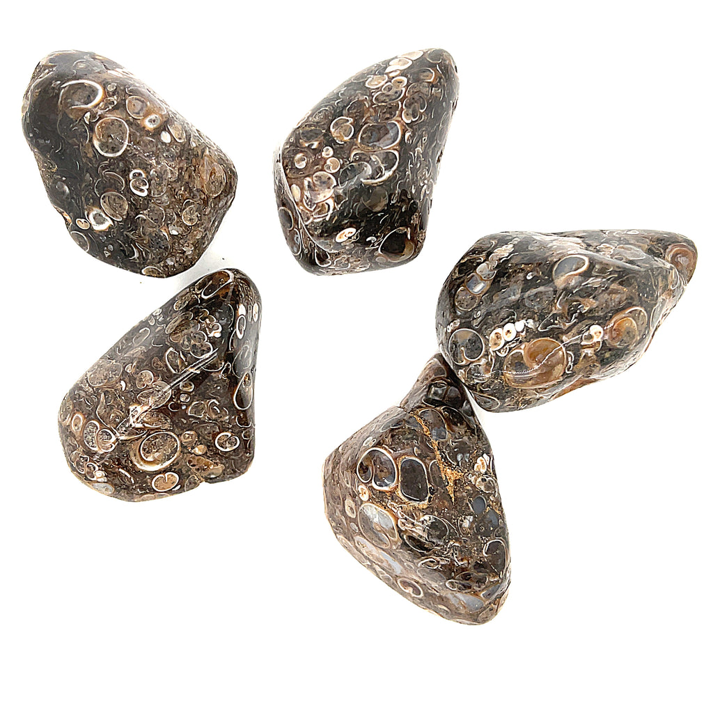 A collection of tumbled Turritella Agate gemstones with a distinctive bubble-like pattern, displayed on a white background, overview. 