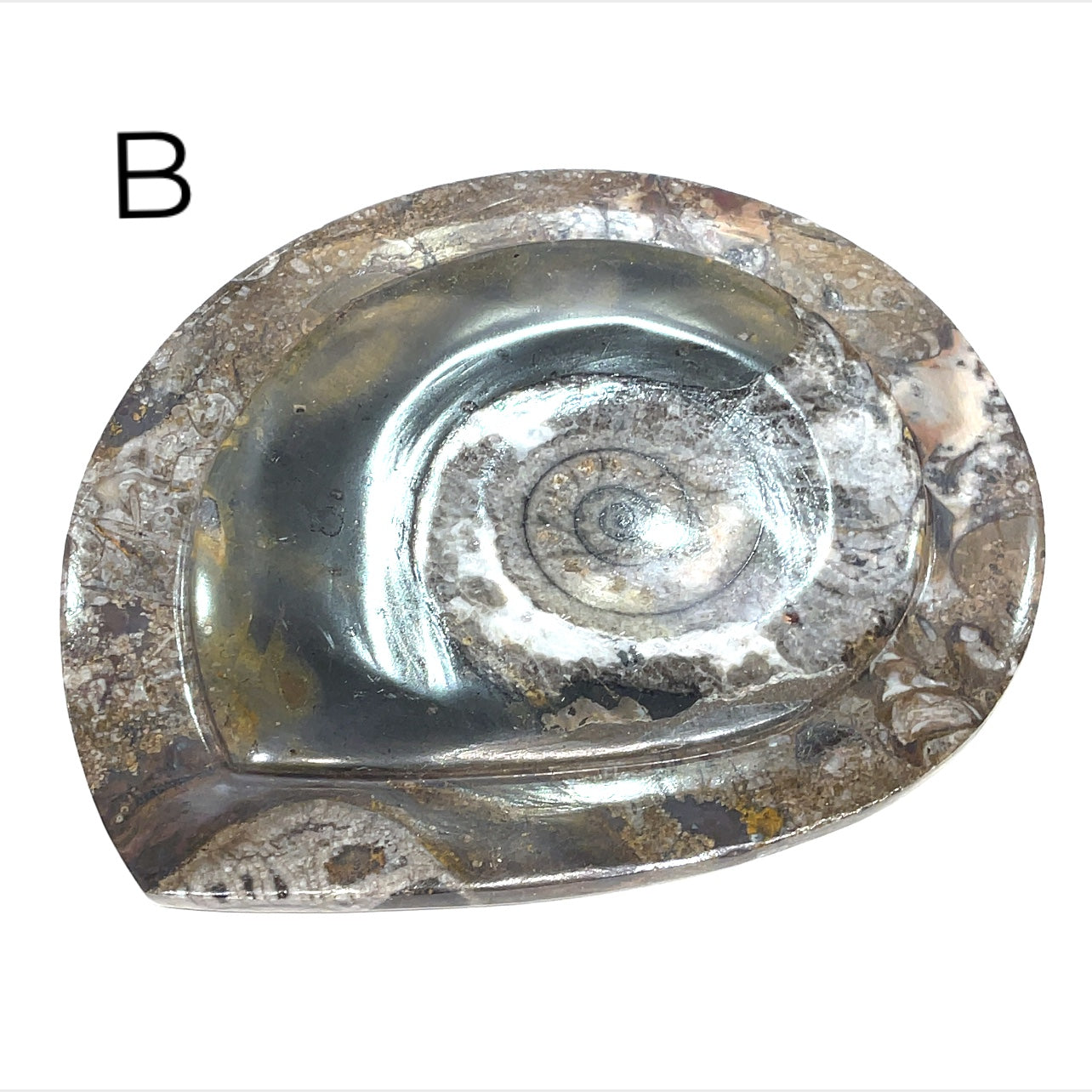Ammonite fossil plate displayed on a tabletop – natural décor for collectors and crystal lovers, plate #B on a white background, front overview.