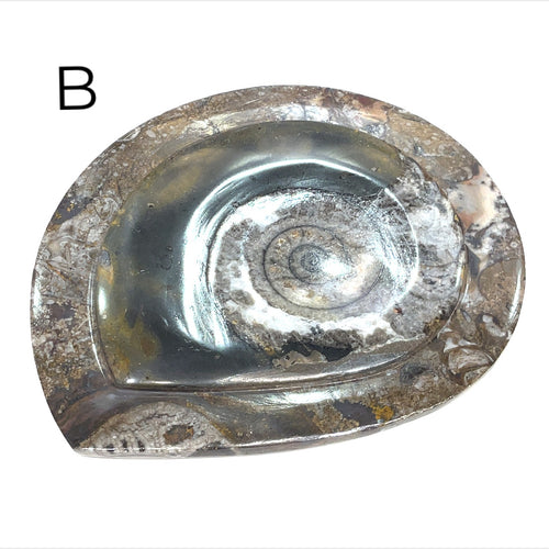 Ammonite fossil plate displayed on a tabletop – natural décor for collectors and crystal lovers, plate #B on a white background, front overview.