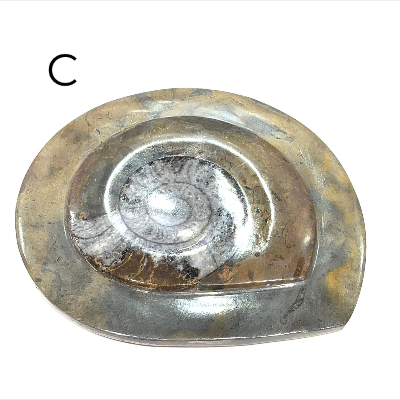 Ammonite fossil plate displayed on a tabletop – natural décor for collectors and crystal lovers, plate #C on a white background, front overview.