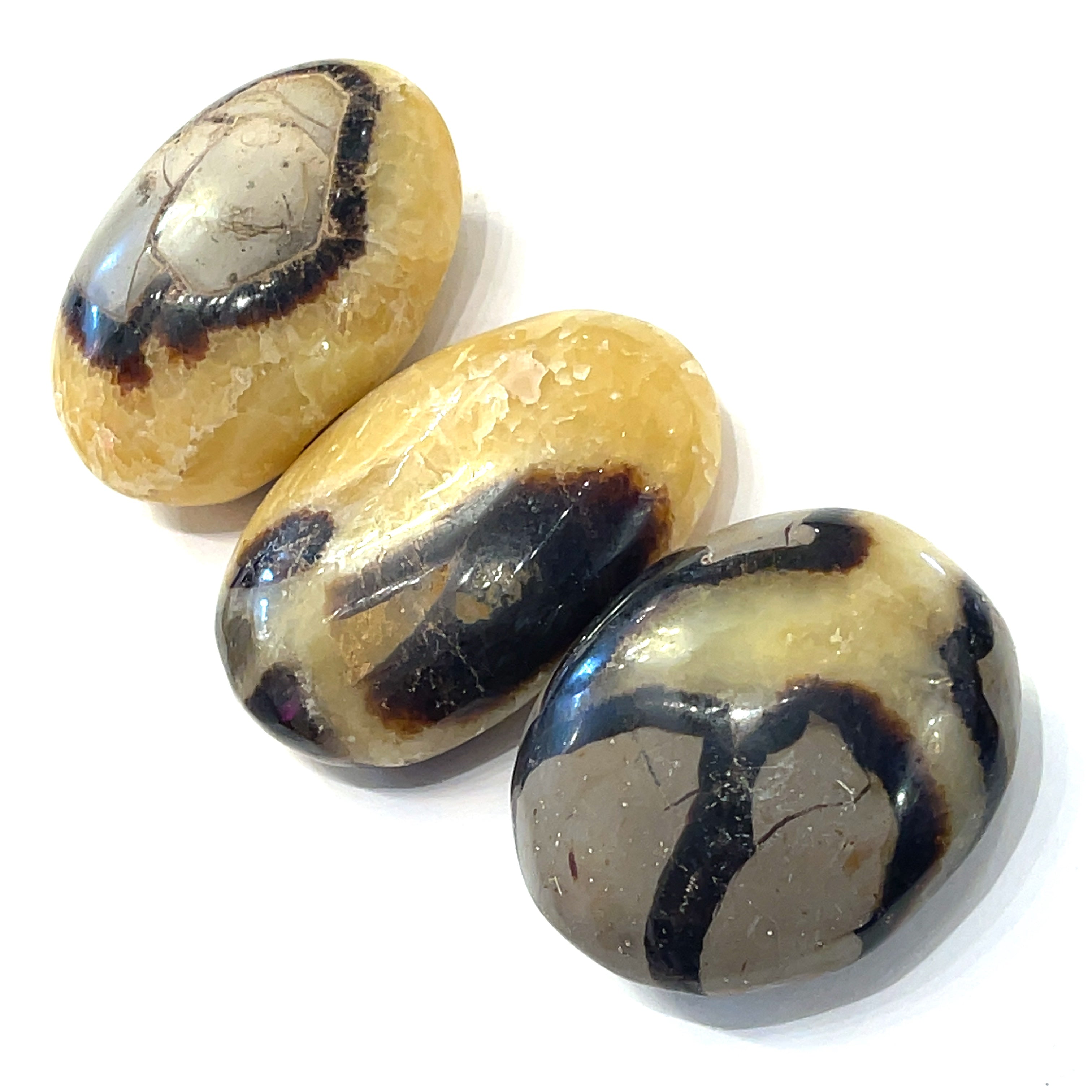 Group of ethically sourced Septarian palm stones in a line  on a white background front, view. 