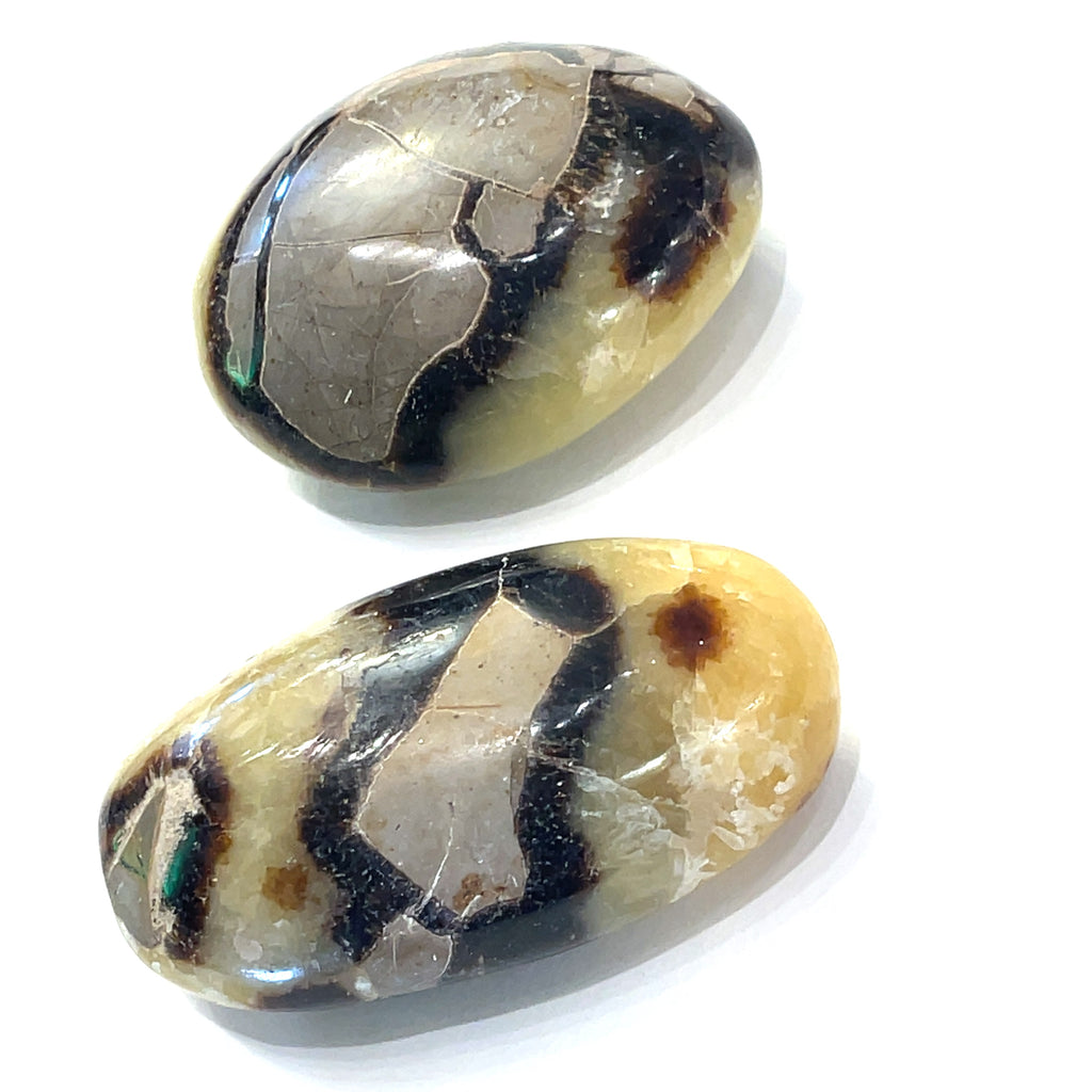 Group of ethically sourced Septarian palm stones on a white background front, view. 