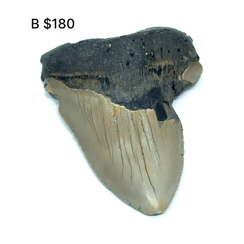 Megalodon tooth fossil against a white background, with visible dark coloring and texture consistent with fossilized remains #B