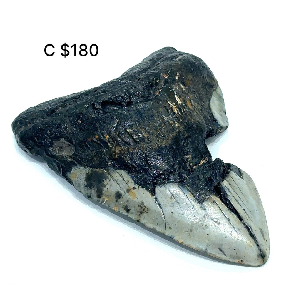 Megalodon tooth fossil against a white background, with visible dark coloring and texture consistent with fossilized remains #C