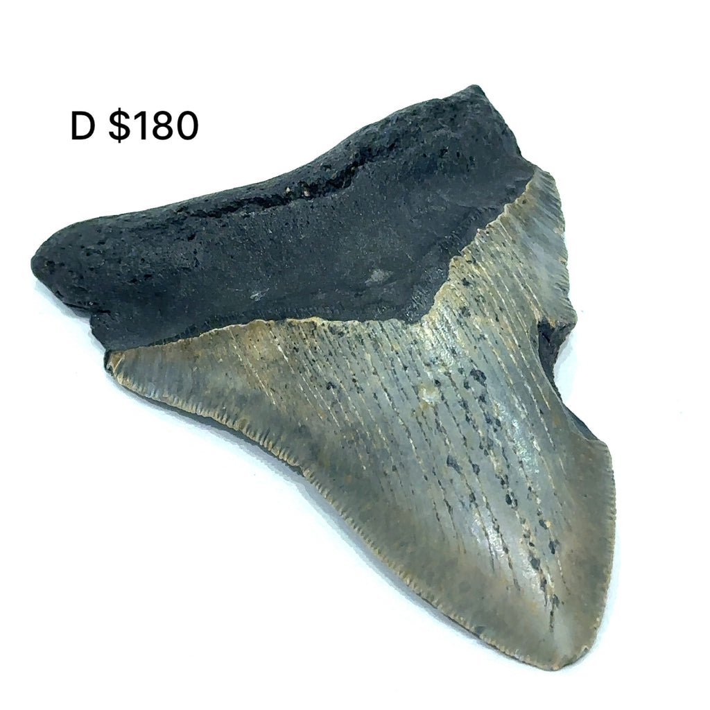Megalodon tooth fossil against a white background, with visible dark coloring and texture consistent with fossilized remains #D