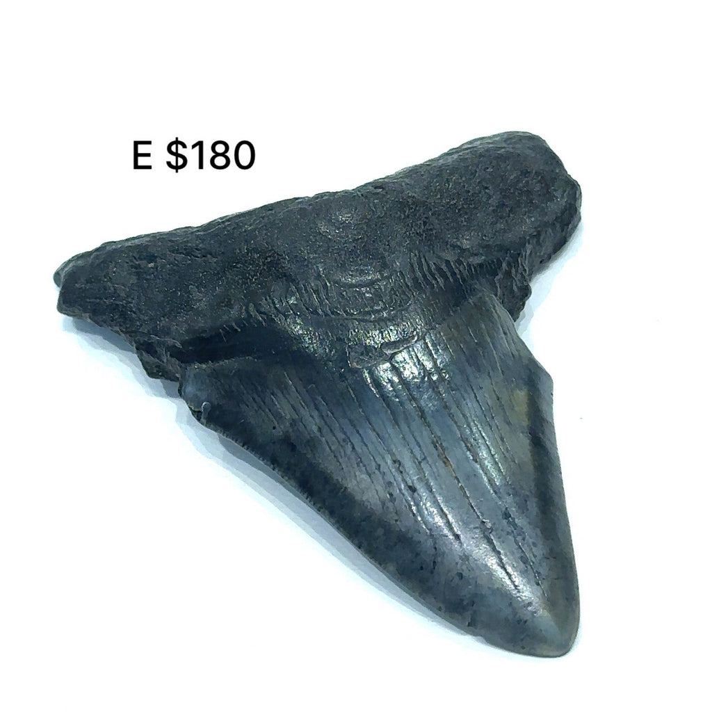 Megalodon tooth fossil against a white background, with visible dark coloring and texture consistent with fossilized remains #E