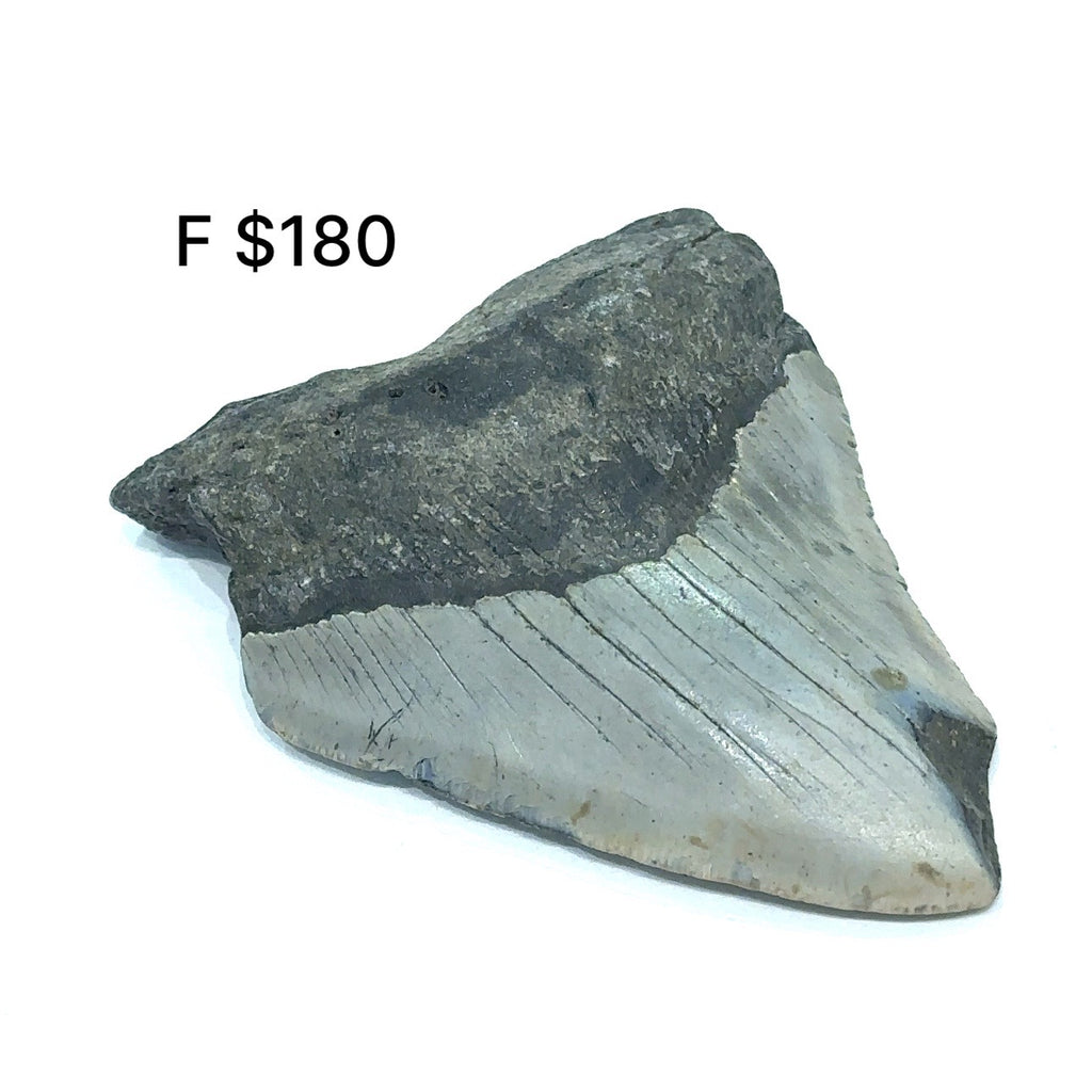 Megalodon tooth fossil against a white background, with visible dark coloring and texture consistent with fossilized remains #F