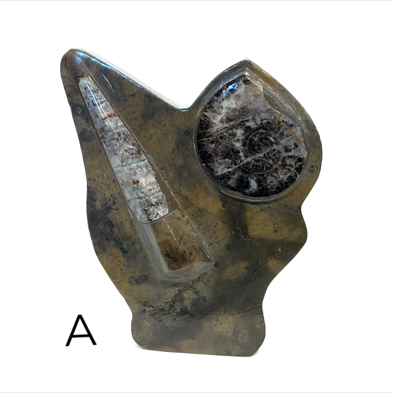 Orthoceras and ammonite fossil Stand A  on a white background front view. 