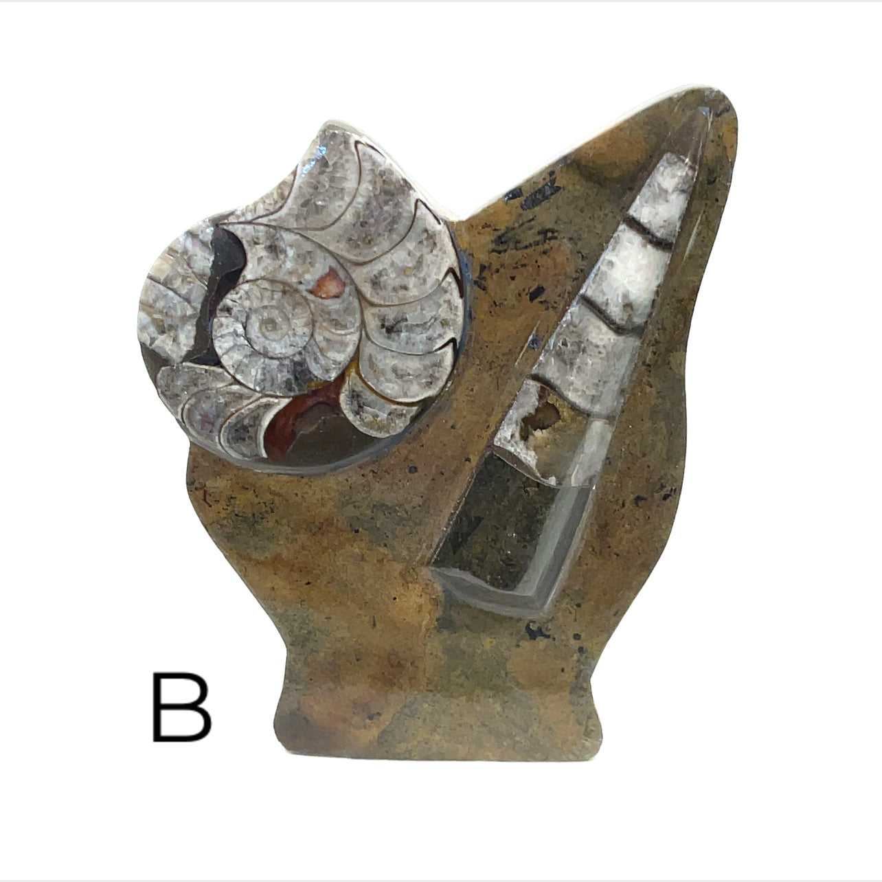 Orthoceras and ammonite fossil Stand B  on a white background front view. 