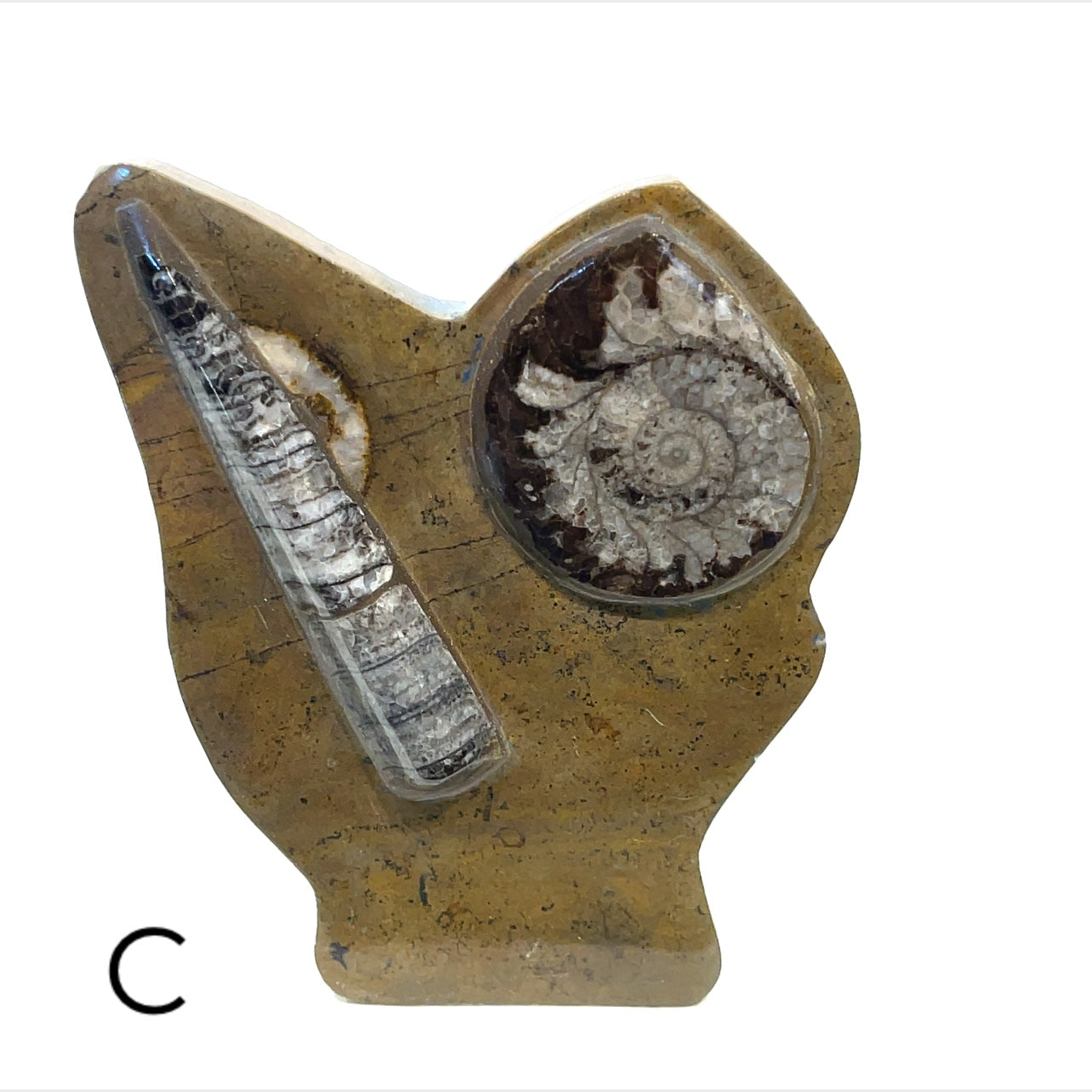Orthoceras and ammonite fossil Stand C  on a white background, front view. 