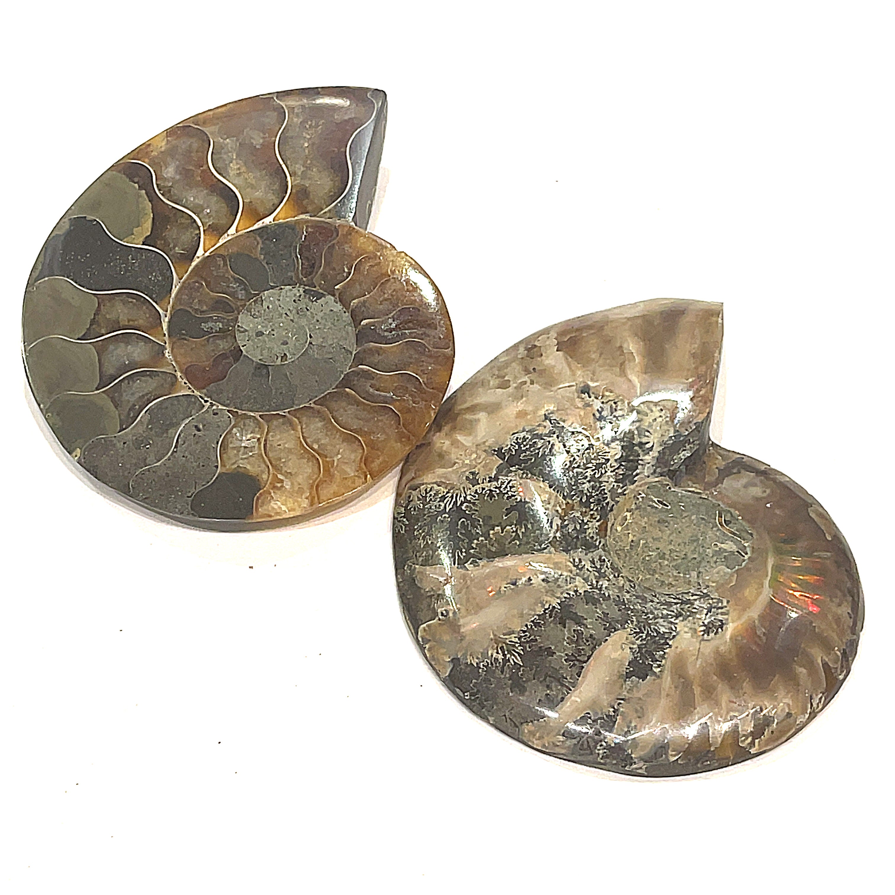 Two ammonite fossil gemstones are displayed on a white background, with visible spiral patterns and a mix of brown, gray, and white colors, in a back view. 