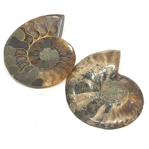 Two ammonite fossil gemstones are displayed on a white background, with visible spiral patterns and a mix of brown, gray, and white colors, in a back view. 
