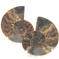 Two ammonite fossil gemstones are displayed on a white background, with visible spiral patterns and a mix of brown, gray, and white colors, in a front view. 