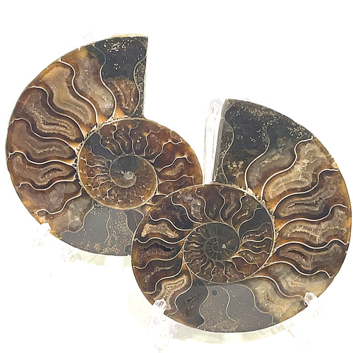 Two ammonite fossil gemstones are displayed on a white background, with visible spiral patterns and a mix of brown, gray, and white colors, in a front view. 