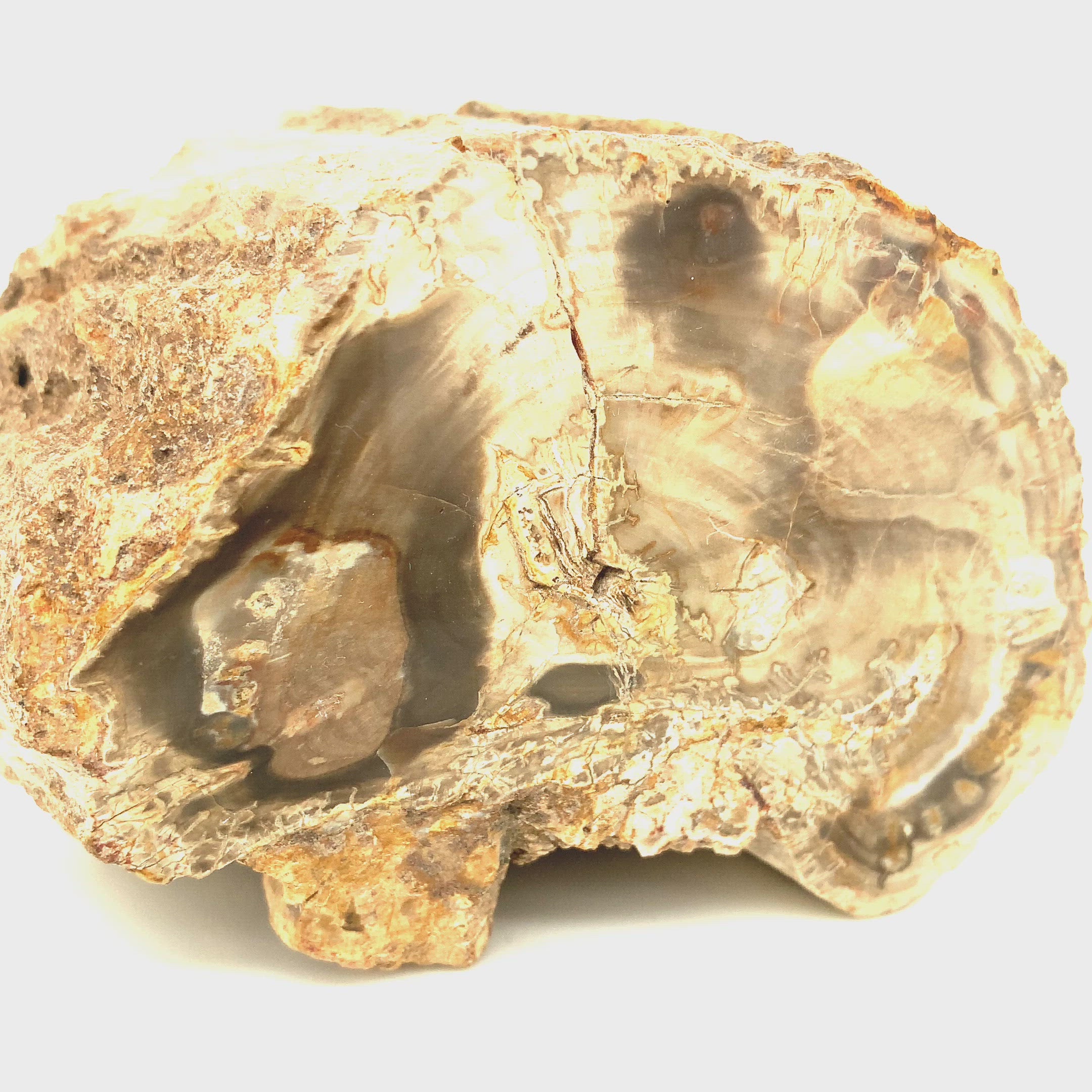 Petrified Wood Raw Gemstone, collectors pieces