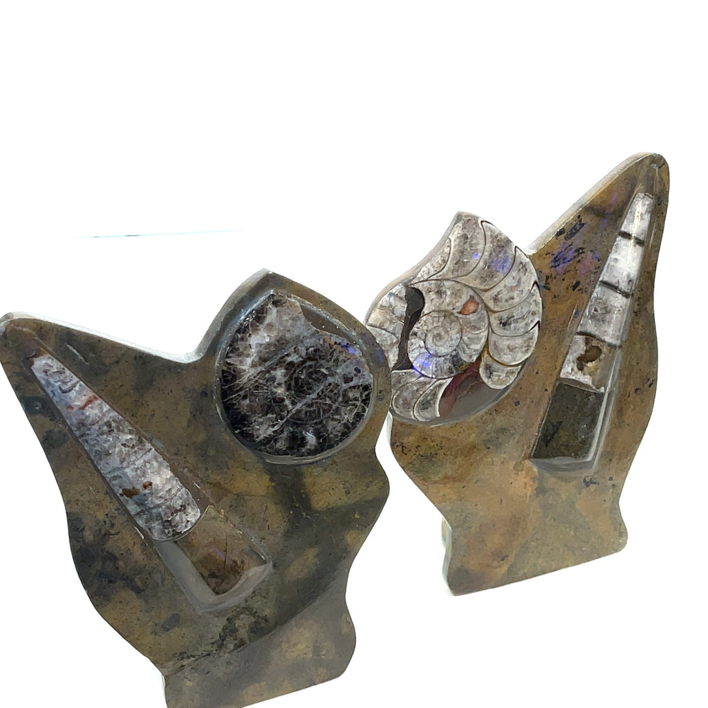 two Orthoceras and ammonite fossil Stands on a white background front view. 